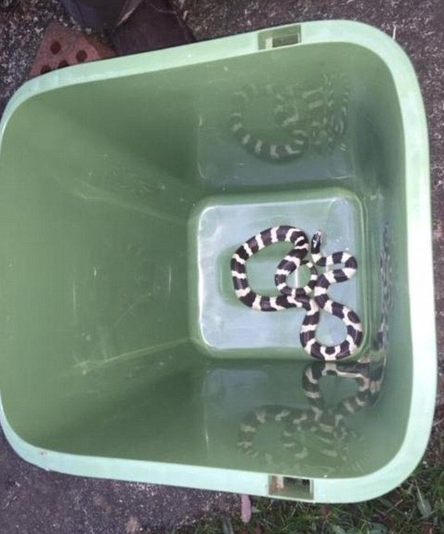 Τεράστιο φίδι βρήκε στο φούρνο του σπιτιού του ηλικιωμένος από την Καλιφόρνια [εικόνες] | iefimerida.gr 1