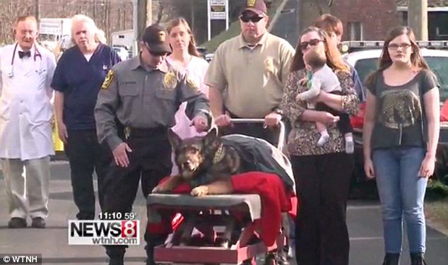 Mία συγκινητική στιγμή: «Αντίο» με στρατιωτικές τιμές σε αστυνομικό σκύλο πριν την ευθανασία [εικόνες] | iefimerida.gr 2