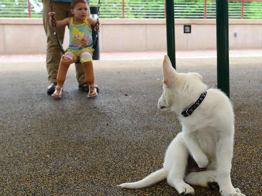 Μια συγκινητική ιστορία – Ενα τρίχρονο κορίτσι με τεχνητά μέλη έγινε καλύτερη φίλη με σκύλο χωρίς πόδι [εικόνες]  | iefimerida.gr 5