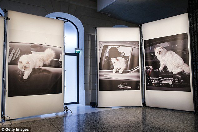 Αυτή είναι η πλουσιότερη γάτα στον κόσμο -Πώς έχει βγάλει 3 εκατ. ευρώ [εικόνες & βίντεο] | iefimerida.gr 0