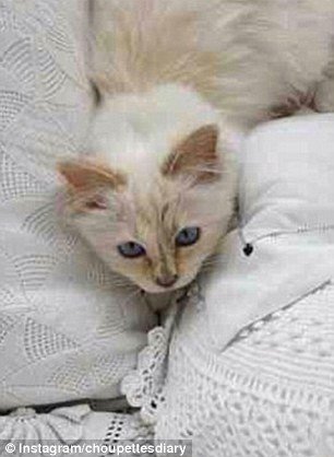 Αυτή είναι η πλουσιότερη γάτα στον κόσμο -Πώς έχει βγάλει 3 εκατ. ευρώ [εικόνες & βίντεο] | iefimerida.gr 3