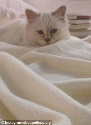 Αυτή είναι η πλουσιότερη γάτα στον κόσμο -Πώς έχει βγάλει 3 εκατ. ευρώ [εικόνες & βίντεο] | iefimerida.gr 2