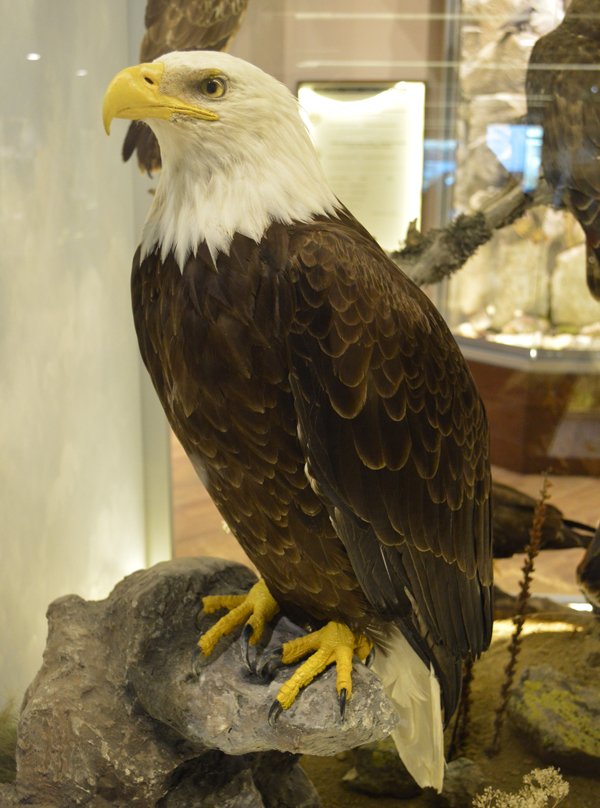 Ενα μουσείο αλλιώτικο από τα άλλα στα Μετέωρα [εικόνες & βίντεο] | iefimerida.gr 3