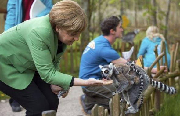 Οταν ο λεμούριος «αγάπησε» την Ανγκελα Μέρκελ [εικόνες]  | iefimerida.gr 0