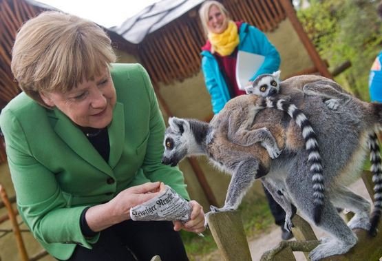 Οταν ο λεμούριος «αγάπησε» την Ανγκελα Μέρκελ [εικόνες]  | iefimerida.gr 3