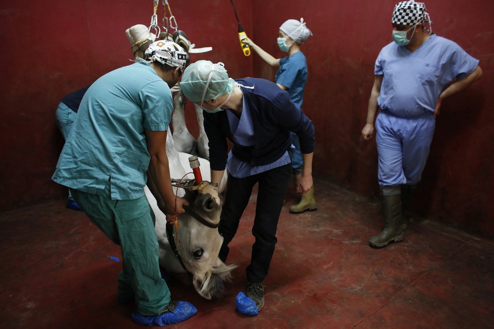 Εισαγωγή, αναισθησία, χειρουργείο, φυσιοθεραπευτές: Ενα νοσοκομείο για άλογα στην Κωνσταντινούπολη [εικόνες] | iefimerida.gr 10