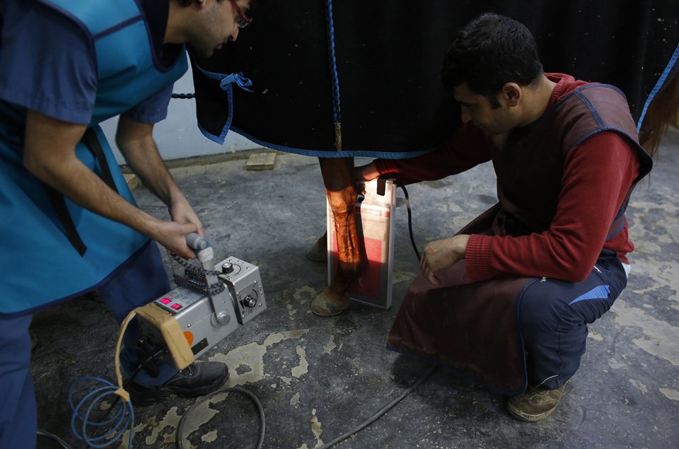 Εισαγωγή, αναισθησία, χειρουργείο, φυσιοθεραπευτές: Ενα νοσοκομείο για άλογα στην Κωνσταντινούπολη [εικόνες] | iefimerida.gr 2