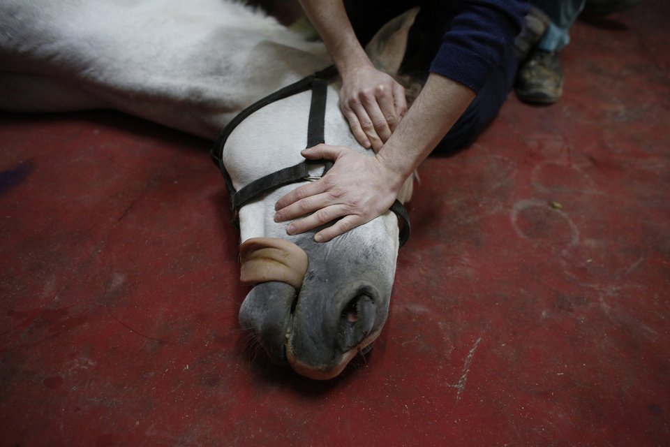 Εισαγωγή, αναισθησία, χειρουργείο, φυσιοθεραπευτές: Ενα νοσοκομείο για άλογα στην Κωνσταντινούπολη [εικόνες] | iefimerida.gr 8