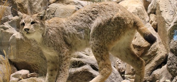 Ενα μουσείο αλλιώτικο από τα άλλα στα Μετέωρα [εικόνες & βίντεο] | iefimerida.gr 7