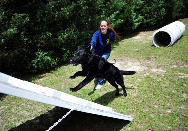 Ο πιο ακριβός και φονικός σωματοφύλακας είναι σκύλος - Κοστίζει 230.000 δολάρια και ακούει εντολές σε 3 γλώσσες [εικόνες]  | iefimerida.gr 3