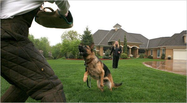 Ο πιο ακριβός και φονικός σωματοφύλακας είναι σκύλος - Κοστίζει 230.000 δολάρια και ακούει εντολές σε 3 γλώσσες [εικόνες]  | iefimerida.gr 0