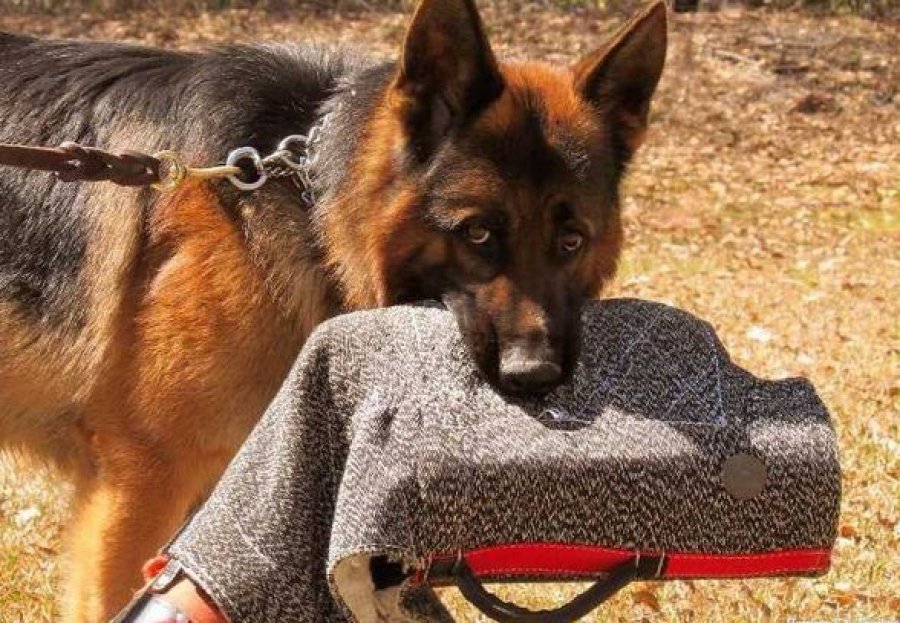 Ο πιο ακριβός και φονικός σωματοφύλακας είναι σκύλος - Κοστίζει 230.000 δολάρια και ακούει εντολές σε 3 γλώσσες [εικόνες]  | iefimerida.gr 2