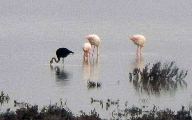Σπάνιο μαύρο φλαμίνγκο βρέθηκε στην Κύπρο - «Ελάχιστοι έχουν καταφέρει να το δουν» λένε οι ειδικοί [εικόνα] | iefimerida.gr 0