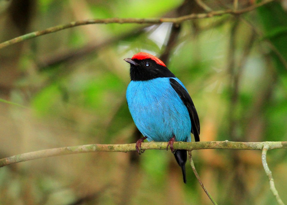 Σοκαριστικό: Η κλιματική αλλαγή θα εξαφανίσει το 1/6 των ειδών [εικόνες] | iefimerida.gr 0