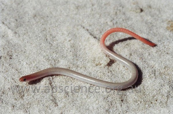 Σοκαριστικό: Η κλιματική αλλαγή θα εξαφανίσει το 1/6 των ειδών [εικόνες] | iefimerida.gr 4