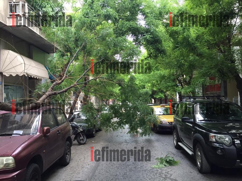 Συνέβη στο κέντρο της Αθήνας: Δένδρο ξεριζώθηκε από τον αέρα και συνέθλιψε αυτοκίνητο [εικόνες] | iefimerida.gr 2