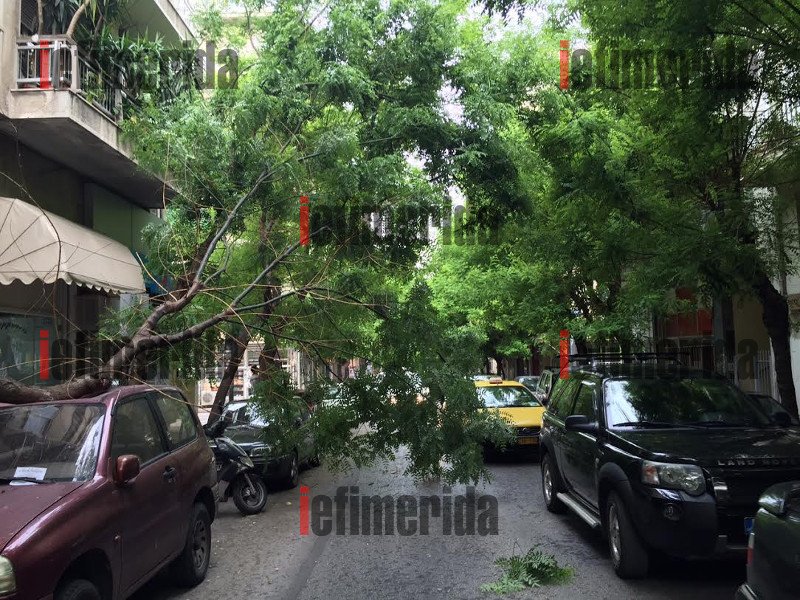 Συνέβη στο κέντρο της Αθήνας: Δένδρο ξεριζώθηκε από τον αέρα και συνέθλιψε αυτοκίνητο [εικόνες] | iefimerida.gr 3