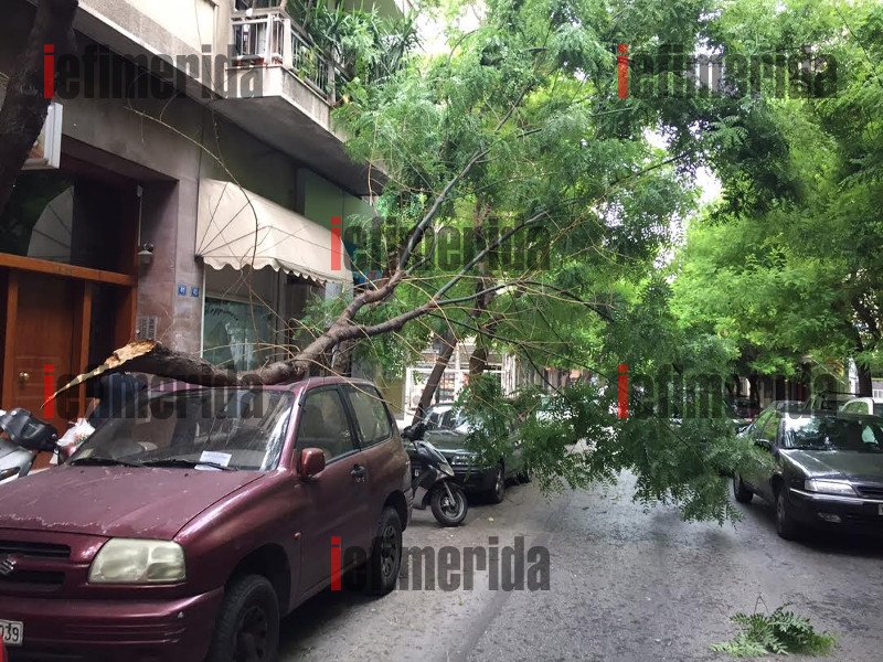 Συνέβη στο κέντρο της Αθήνας: Δένδρο ξεριζώθηκε από τον αέρα και συνέθλιψε αυτοκίνητο [εικόνες] | iefimerida.gr 7