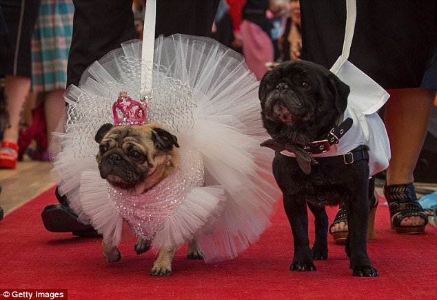 Ο σκυλίσιος γάμος της χρονιάς -Δύο παγκ ενώθηκαν με τα ιερά δεσμά του γάμου για καλό σκοπό [εικόνες] | iefimerida.gr 1