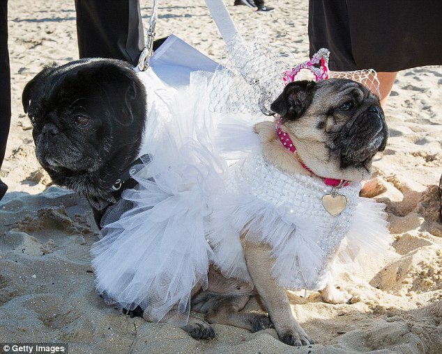 Ο σκυλίσιος γάμος της χρονιάς -Δύο παγκ ενώθηκαν με τα ιερά δεσμά του γάμου για καλό σκοπό [εικόνες] | iefimerida.gr 2