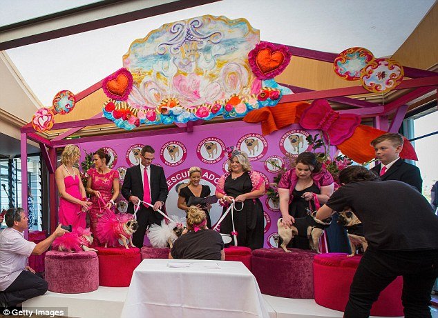 Ο σκυλίσιος γάμος της χρονιάς -Δύο παγκ ενώθηκαν με τα ιερά δεσμά του γάμου για καλό σκοπό [εικόνες] | iefimerida.gr 7