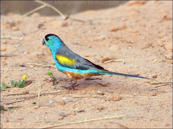 Σοκαριστικό: Η κλιματική αλλαγή θα εξαφανίσει το 1/6 των ειδών [εικόνες] | iefimerida.gr 5