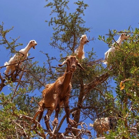 Κατσίκια ακροβάτες – Σκαρφαλώνουν στα κλαδιά των δέντρων και κλέβουν τους καρπούς τους [εικόνες]  | iefimerida.gr 5