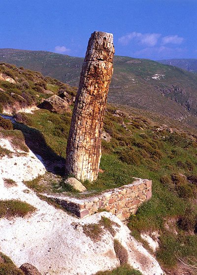 Μαγεία: Νέο απολιθωμένο δάσος ανακαλύφθηκε στη Λέσβο | iefimerida.gr 0