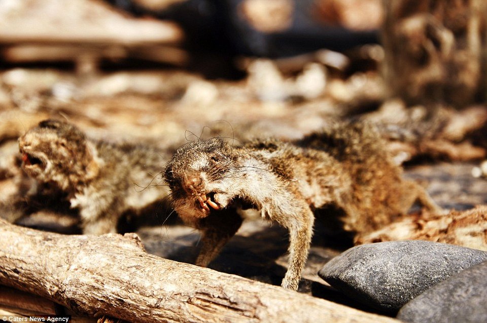Κεφάλια ζώων και κέρατα στην τρομακτική αγορά βουντού της Αφρικής [εικόνες] | iefimerida.gr 13