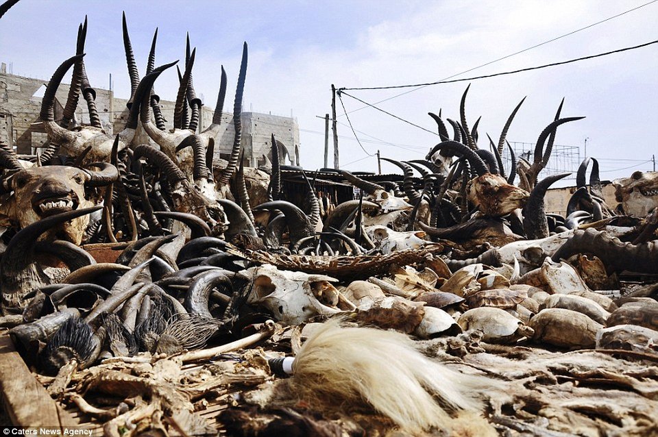 Κεφάλια ζώων και κέρατα στην τρομακτική αγορά βουντού της Αφρικής [εικόνες] | iefimerida.gr 10