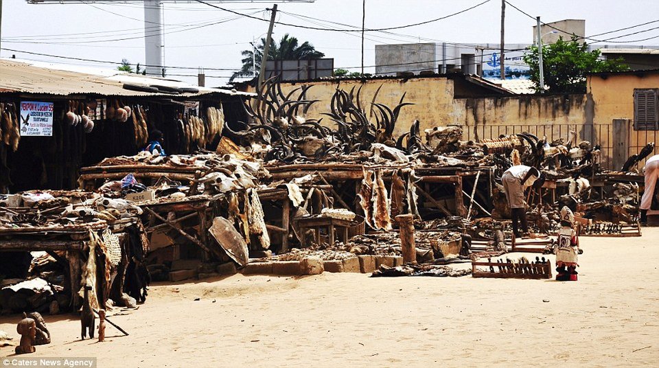 Κεφάλια ζώων και κέρατα στην τρομακτική αγορά βουντού της Αφρικής [εικόνες] | iefimerida.gr 0