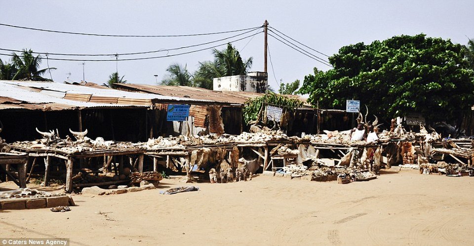 Κεφάλια ζώων και κέρατα στην τρομακτική αγορά βουντού της Αφρικής [εικόνες] | iefimerida.gr 1