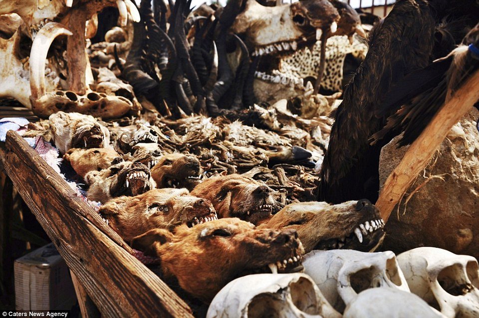 Κεφάλια ζώων και κέρατα στην τρομακτική αγορά βουντού της Αφρικής [εικόνες] | iefimerida.gr 6