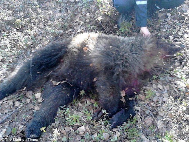 Συγκλονίζει η γυναίκα που δέχθηκε επίθεση από αρκούδα και έμεινε θαμμένη κάτω από χώμα και φύλλα [εικόνες] | iefimerida.gr 3