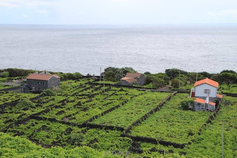 Το κρυμμένο μυστικό της Ευρώπης -Τα καταπράσινα νησιά με τα σμαραγδένια νερά, τους αμπελώνες και τις άλλης εποχής πόλεις [εικόνες] | iefimerida.gr 7