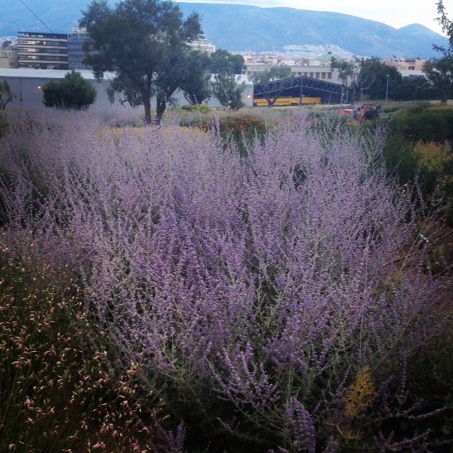 Δεν είναι το Central Park, είναι η Καλλιθέα: 10.200 άτομα χθες στο Πάρκο Σταύρος Νιάρχος [εικόνες] | iefimerida.gr 4