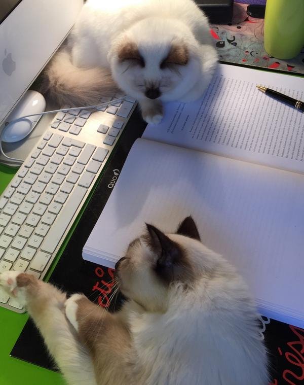 Ο Μοσκοβισί παντρεύεται -Η μικρή που τον μάγεψε [εικόνες] | iefimerida.gr 5