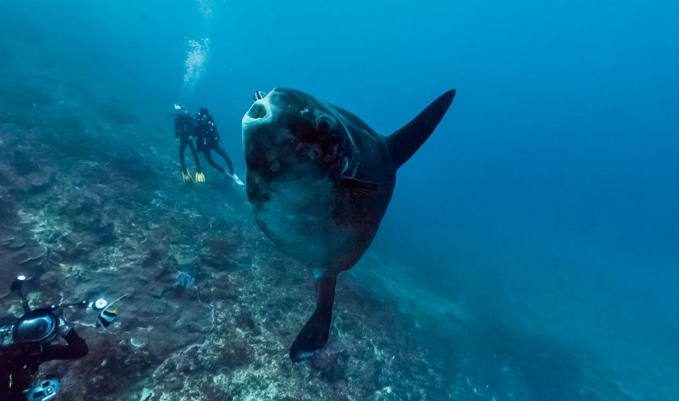 Η Google κάνει «βουτιά» στον ωκεανό -Ταξίδι σε τροπικά νησιά [εικόνες] | iefimerida.gr 3