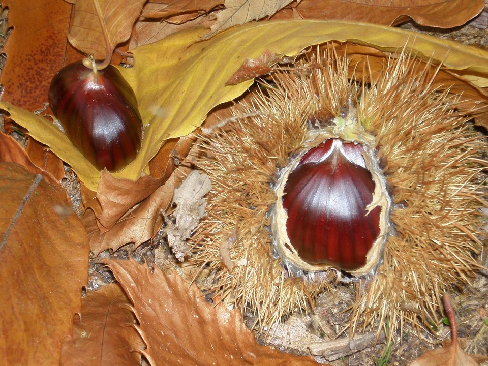 Αστρος: Η παραλία της Αρκαδίας που πρέπει να επισκεφθείς [εικόνες] | iefimerida.gr 4