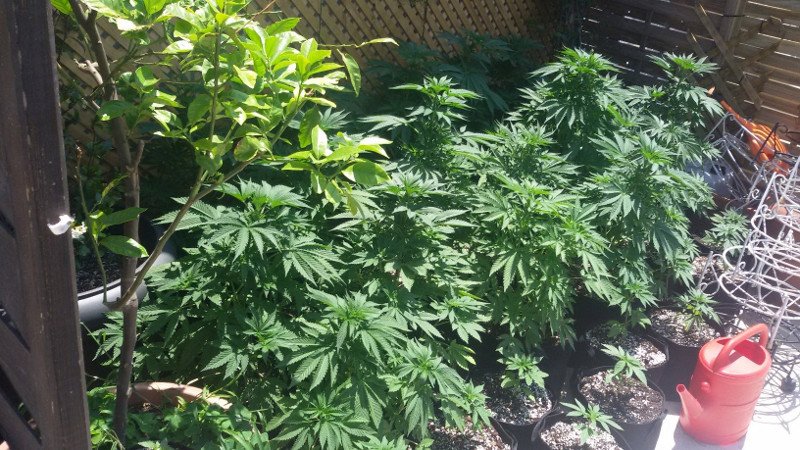 Γιος γνωστού επιχειρηματία σε σπείρα ναρκωτικών -Συνελήφθη μαζί με άλλα 11 άτομα [εικόνες] | iefimerida.gr 1