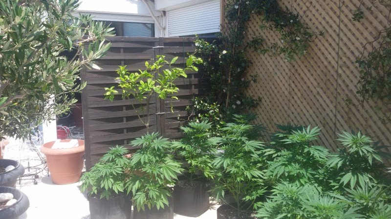 Γιος γνωστού επιχειρηματία σε σπείρα ναρκωτικών -Συνελήφθη μαζί με άλλα 11 άτομα [εικόνες] | iefimerida.gr 2