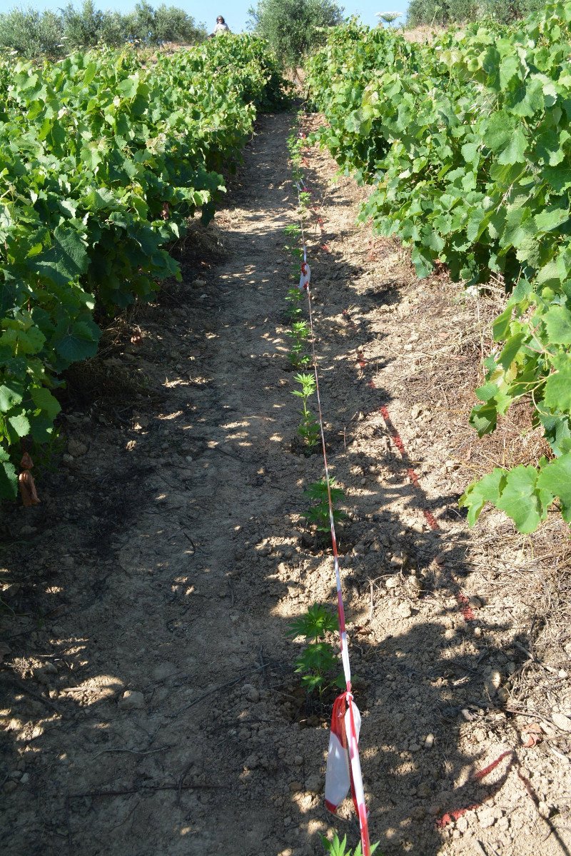 Γιος γνωστού επιχειρηματία σε σπείρα ναρκωτικών -Συνελήφθη μαζί με άλλα 11 άτομα [εικόνες] | iefimerida.gr 8