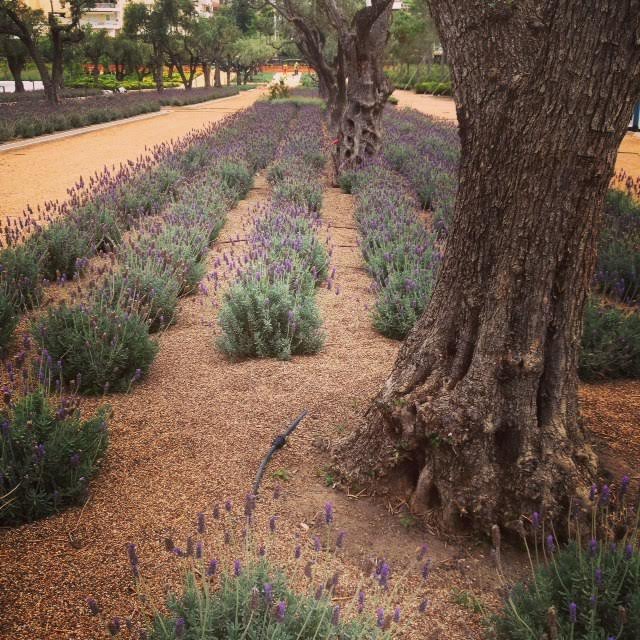 Η ψυχή μπαίνει στο σώμα: Ανοίγει για το κοινό το Πάρκο Πολιτισμού Σταύρος Νιάρχος [εικόνες] | iefimerida.gr 0