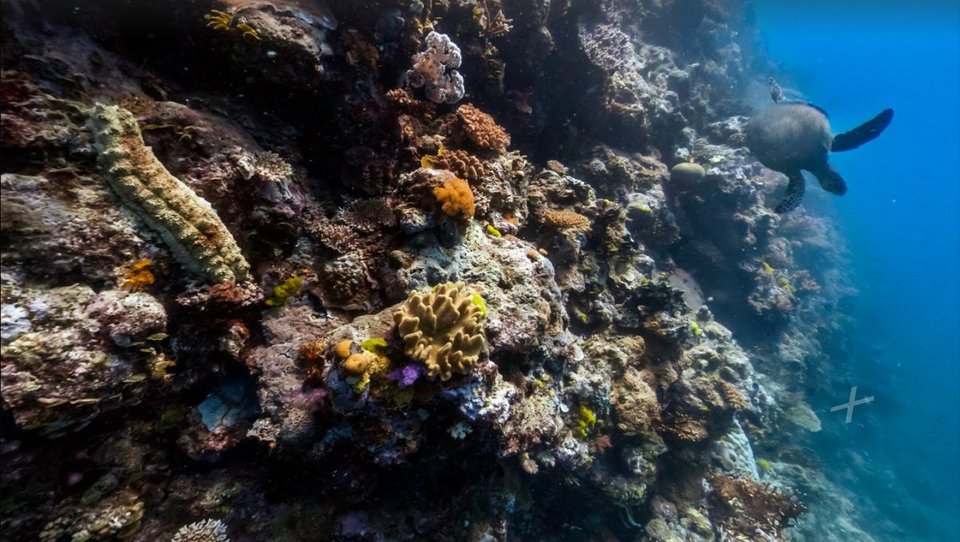 Η Google κάνει «βουτιά» στον ωκεανό -Ταξίδι σε τροπικά νησιά [εικόνες] | iefimerida.gr 5