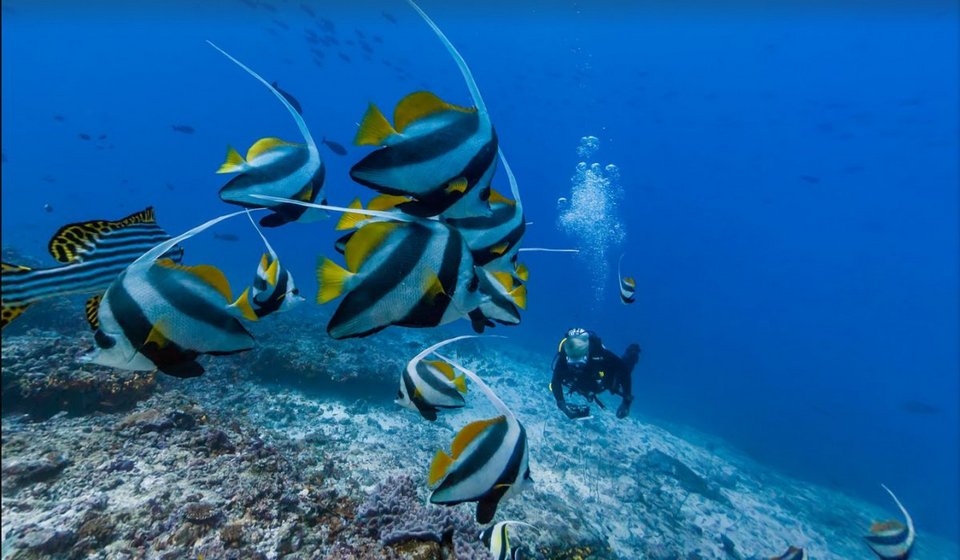 Η Google κάνει «βουτιά» στον ωκεανό -Ταξίδι σε τροπικά νησιά [εικόνες] | iefimerida.gr 7