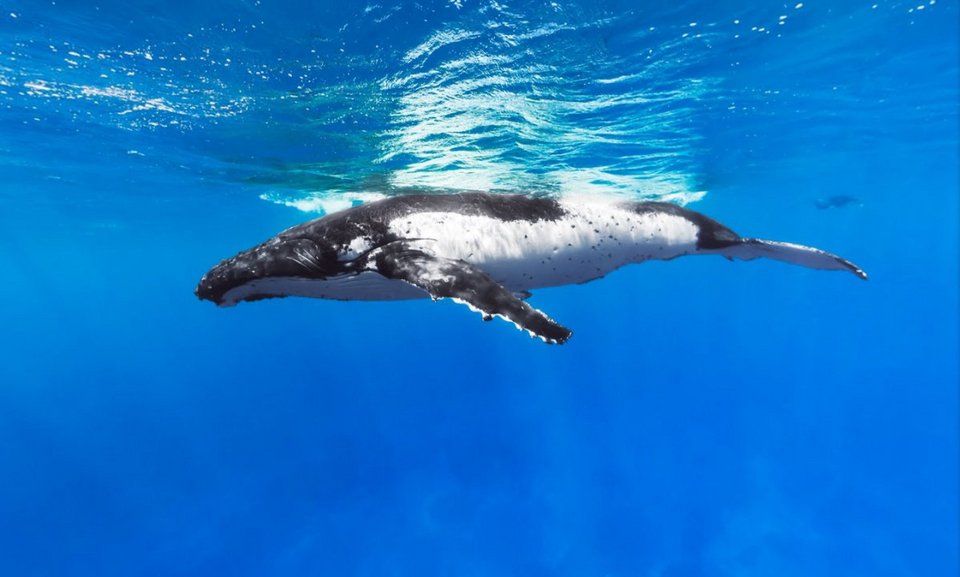 Η Google κάνει «βουτιά» στον ωκεανό -Ταξίδι σε τροπικά νησιά [εικόνες] | iefimerida.gr 0