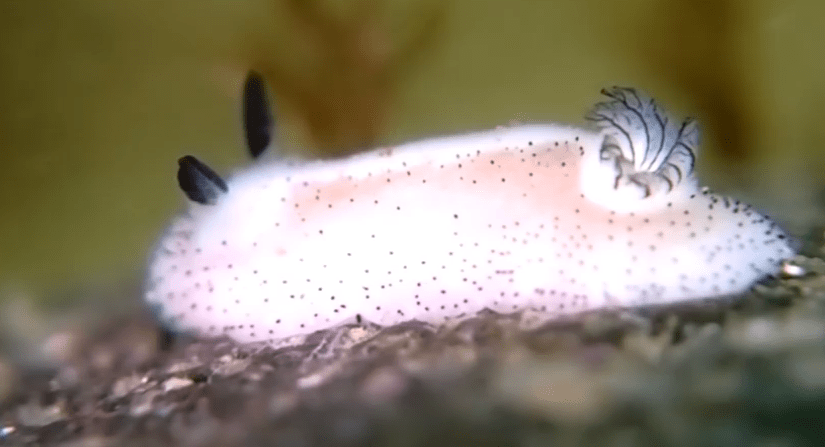 Τα λαγουδάκια της θάλασσας που σάρωσαν το διαδίκτυο [εικόνες&βίντεο] | iefimerida.gr 0