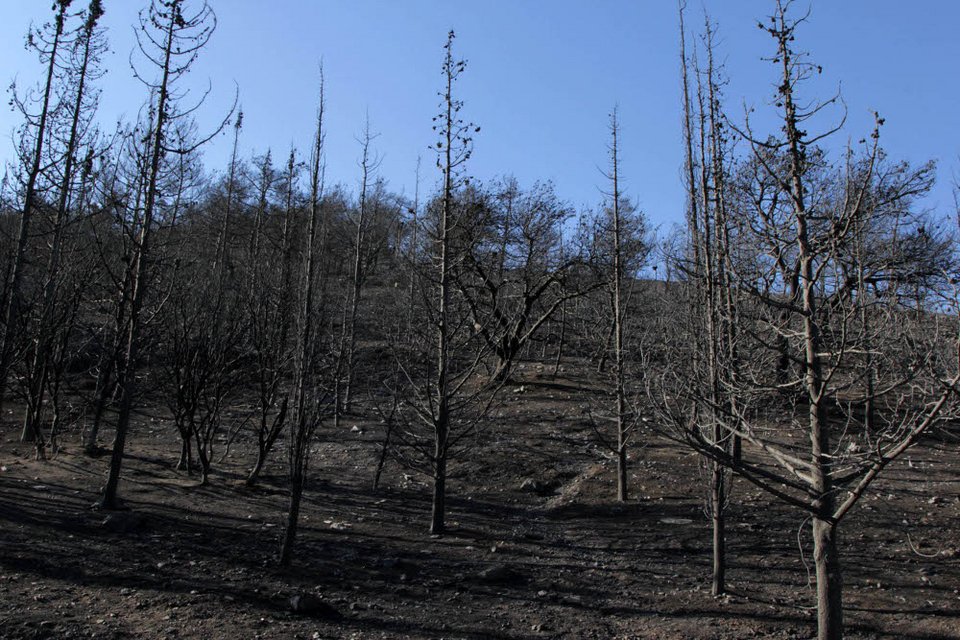 Εικόνες θλίψης από τον Υμηττό - Η επόμενη ημέρα της πυρκαγιάς [εικόνες] | iefimerida.gr 1