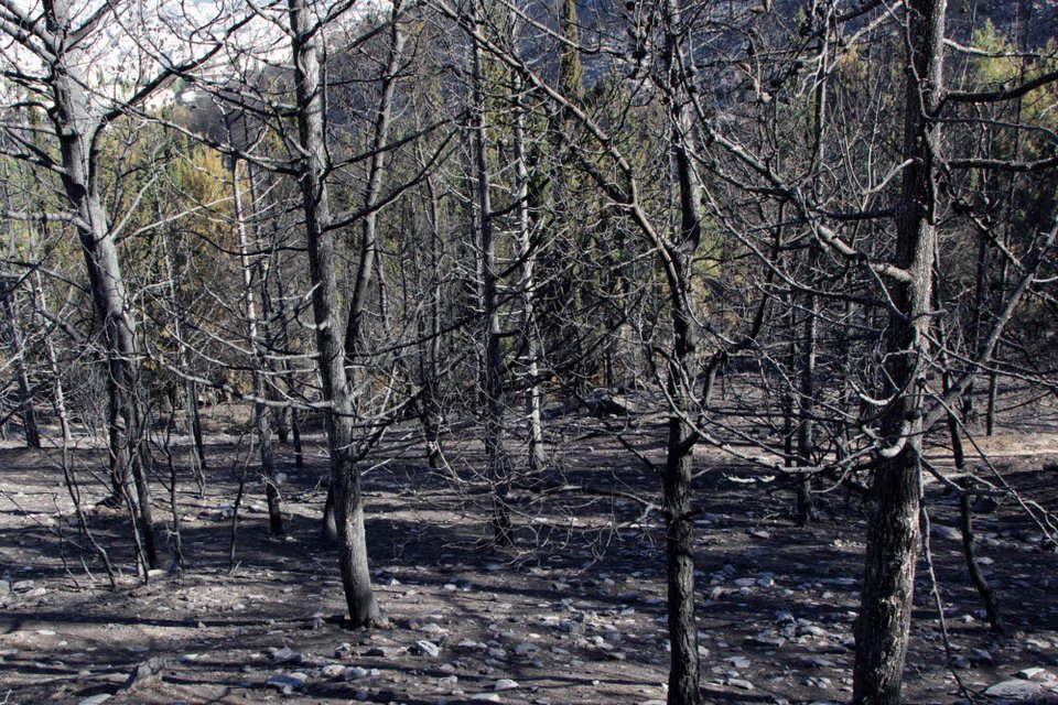 Εικόνες θλίψης από τον Υμηττό - Η επόμενη ημέρα της πυρκαγιάς [εικόνες] | iefimerida.gr 2