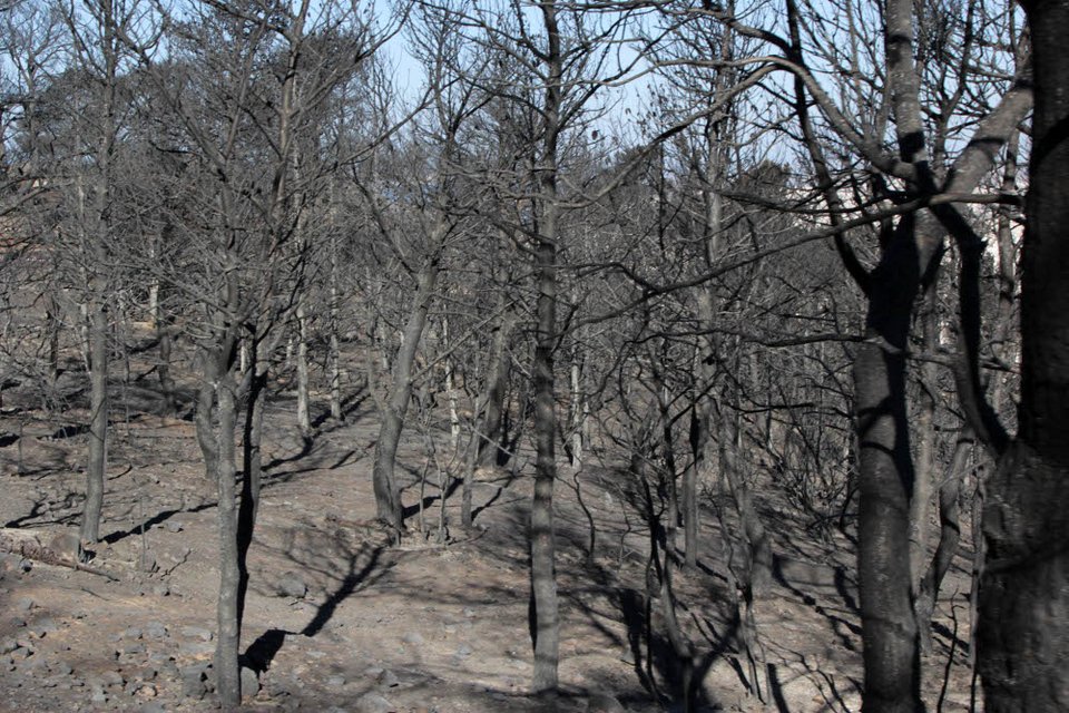 Εικόνες θλίψης από τον Υμηττό - Η επόμενη ημέρα της πυρκαγιάς [εικόνες] | iefimerida.gr 3
